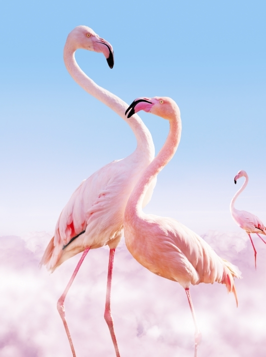 banxso-international-trading-flamingoes